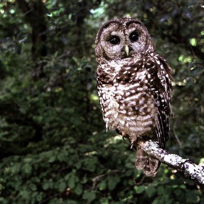 The Spotted Owl