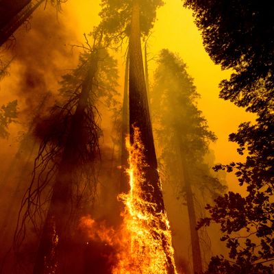 Kids Born Today Could Face Up To 7 Times More Climate Disasters