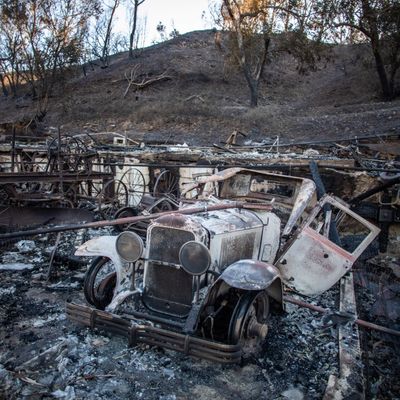 'The birds are back.' Resilience in the ruins of the Palisades fire