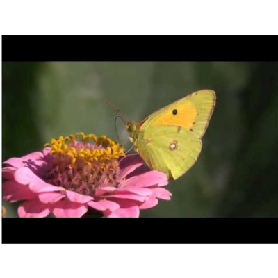 Equanimity ~ you are not alone ~ Dream Team & Faith