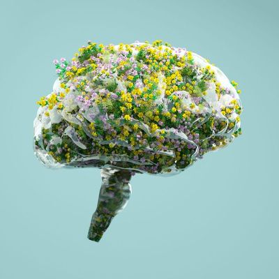 Erkennungs-Apps - Kann mir KI helfen, die Natur besser zu verstehen?