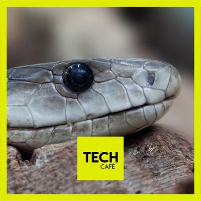 Supplément : Le serpent fait ssss...