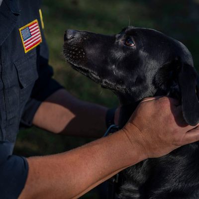 When Disaster Hits, Dogs Come To The Rescue