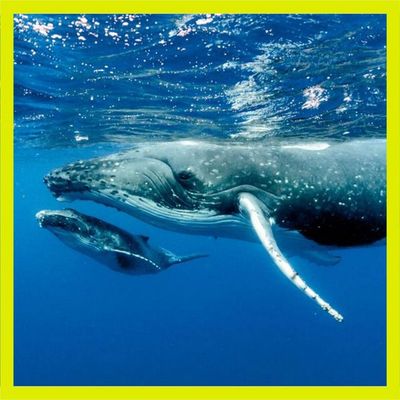 DeepSeek : la baleine dans la mare