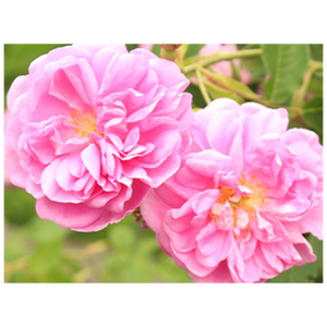 Flowers Embracing Nature and Beauty