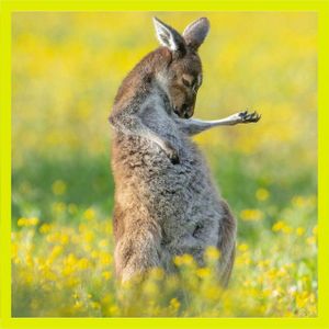 Faux kangourous et vraies vidéos