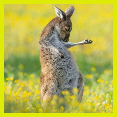 Faux kangourous et vraies vidéos