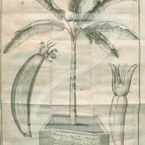 GAG321: Aufstieg und möglicher Fall der Banane