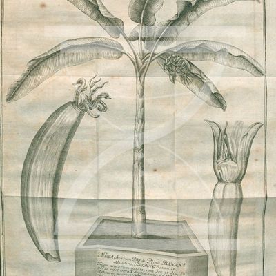GAG321: Aufstieg und möglicher Fall der Banane