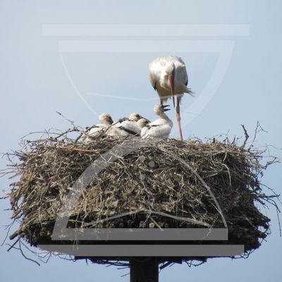 GAG327: Das große Geburtenrennen von Toronto