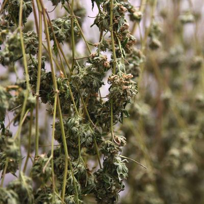 America's Next Generation Of Legal Marijuana: New State Laws Focus On Racial Equity