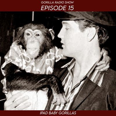 Episode 15 - iPad Baby Gorillas