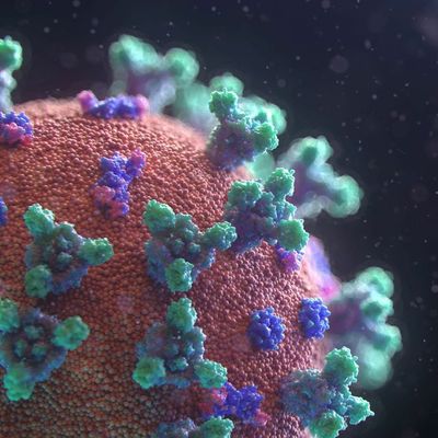 The Virus of Critical Social Justice