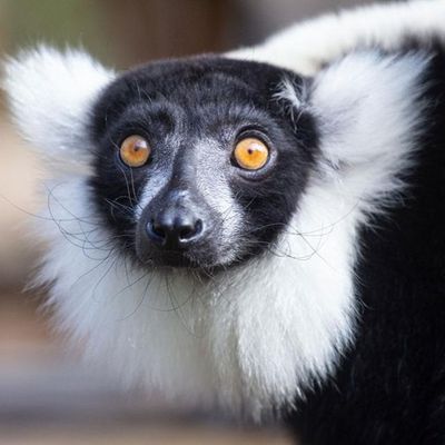 Bonus Episode #35 Preview - Austin's Lemur Impression