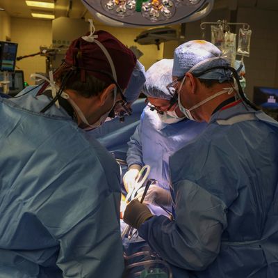 In U.S., Over 100,000 Await Organ Transplants. Are Pig Organs The Solution?