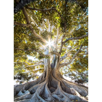 What is it WORTH~ Quotes and Conversations under the TREES