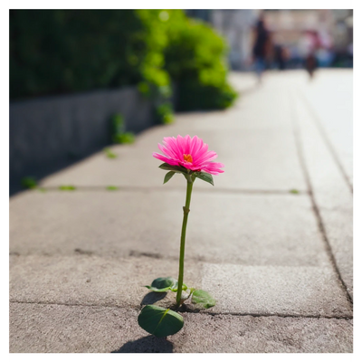 Take a Hand ~ grow~ 🌸🌷🌻