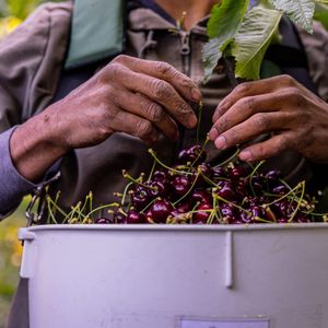 America's Farms Are Facing A Serious Labor Shortage