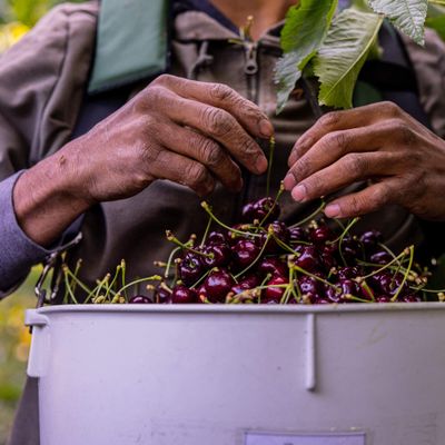 America's Farms Are Facing A Serious Labor Shortage