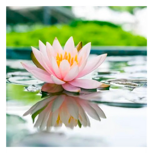 Sadness of Heart~ to the Heart of the Journey ~