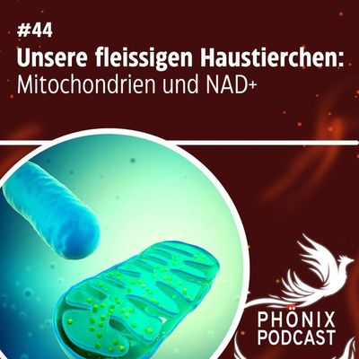Unsere fleissigen Haustierchen - Mitochondrien und NAD+ #44