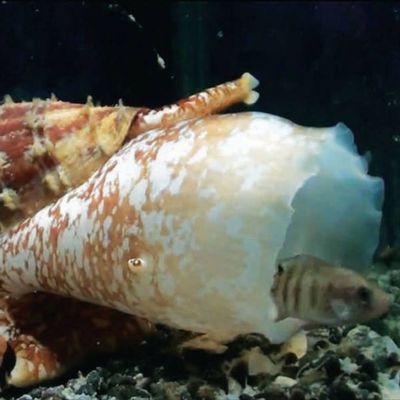 EXPLOSIVE: Cone Snails, "Zombie Powder" Tetrodotoxin and CO\/ID Jab